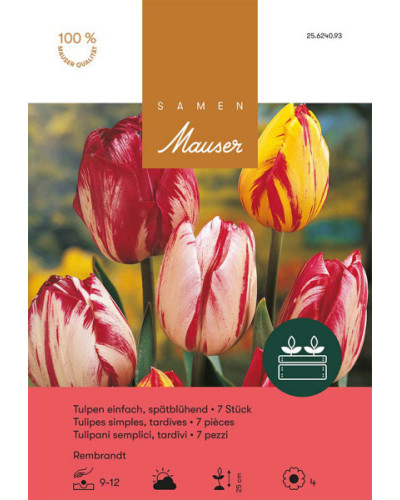Rembrandt Mischung, Späte Tulpen Zwiebeln