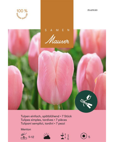 Menton, Späte Tulpen Zwiebeln (rosa)