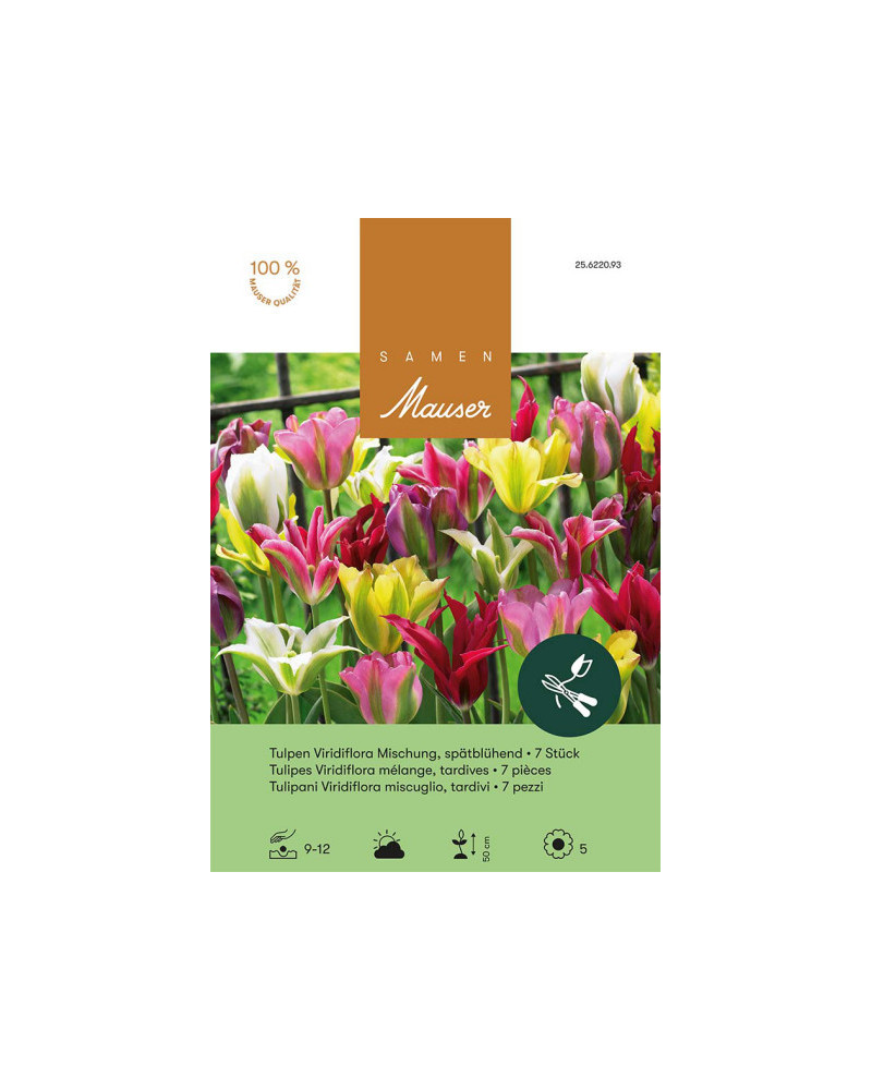 Mischung, Viridiflora Tulpen Zwiebeln