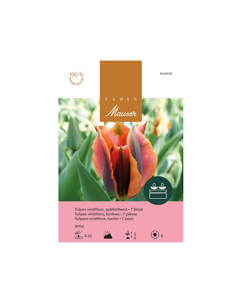Artist, Viridiflora Tulpen Zwiebeln, orange-grün