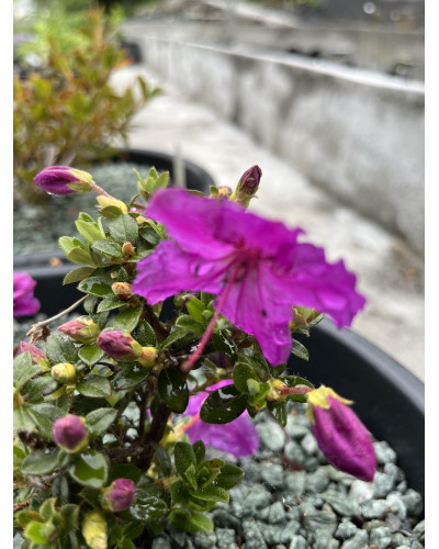 Teppich-Alpenrose, Rhododendron calostrotum ssp. keleticum rosa Pflanze