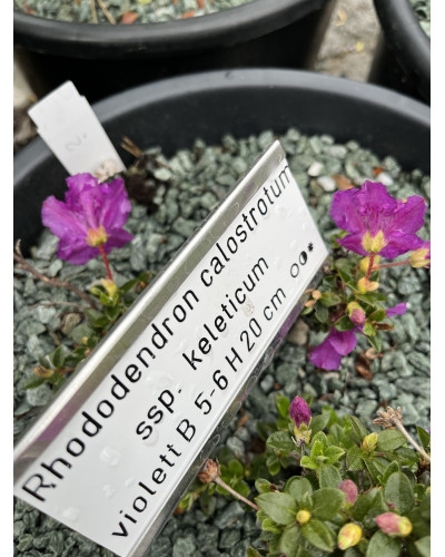 Teppich-Alpenrose, Rhododendron calostrotum ssp. keleticum rosa Pflanze