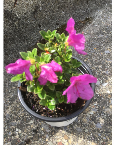 Teppich-Alpenrose, Rhododendron calostrotum ssp. keleticum rosa Pflanze
