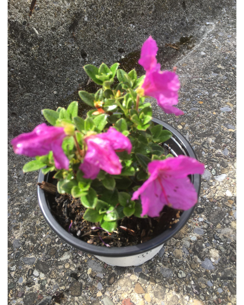 Teppich-Alpenrose, Rhododendron calostrotum ssp. keleticum rosa Pflanze