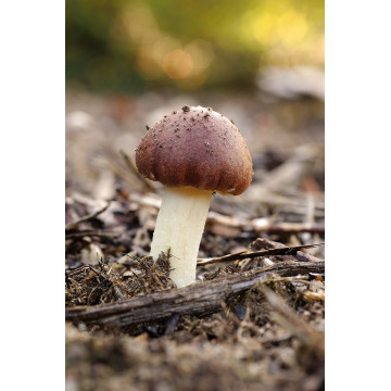 Pilze-Zuchtsets
