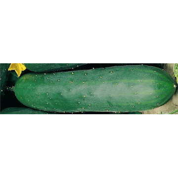 Gurken/Zucchetti