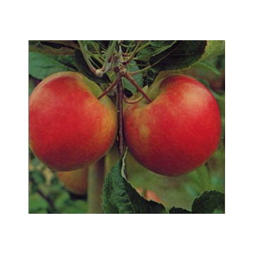 Äpfel