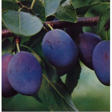 Pflaumen/Zwetschgen