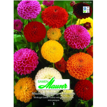 Minikugel-Dahlien