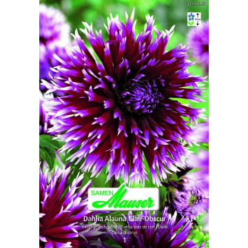 Kaktus- und Hirschgeweih-Dahlien