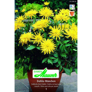 Niedrige Beet- und Topfdahlien