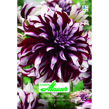 Riesenblüten-Dahlien