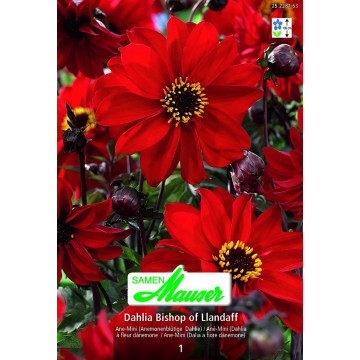 Anemonenblütige Dahlien