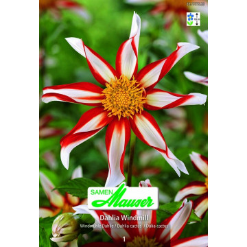 Windrad-Dahlien
