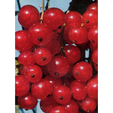 Johannisbeeren