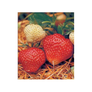 Erdbeeren