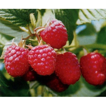 Himbeeren