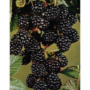 Brombeeren