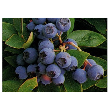 Heidelbeeren/Preiselbeeren