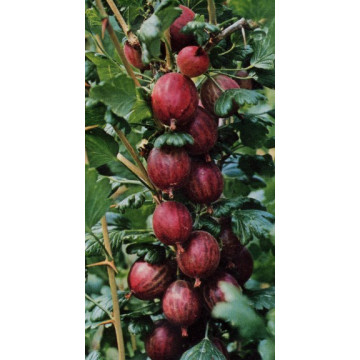 Stachelbeeren