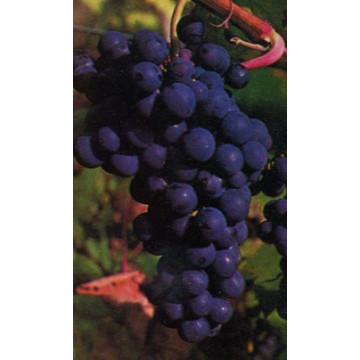 Weinreben