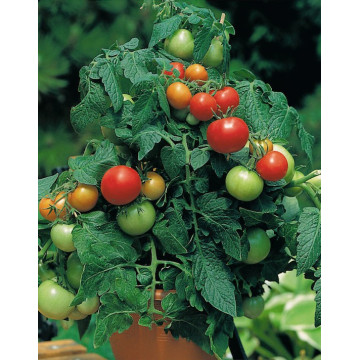 Tomatenpflanzen