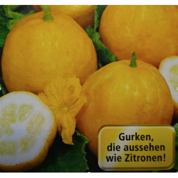 Gurken/Kürbis/Zucchetti