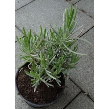 Lavendel
