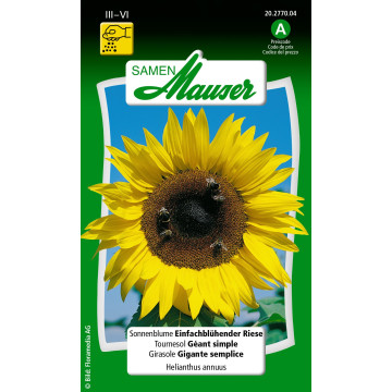 Sonnenblumen