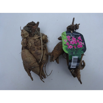 offene Blumenzwiebeln