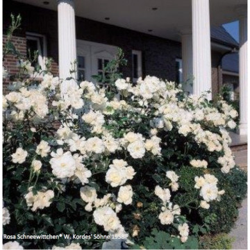 Strauchrosen