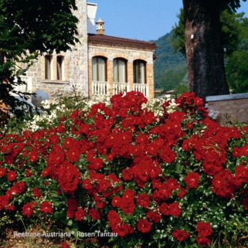 Bodendeckerrosen