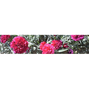 Hängenelken