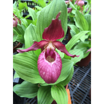 Freilandorchideen