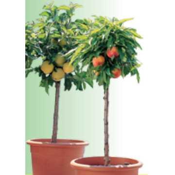 Mini-Obstbäume
