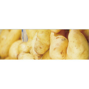 Saatkartoffeln