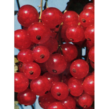 Beeren