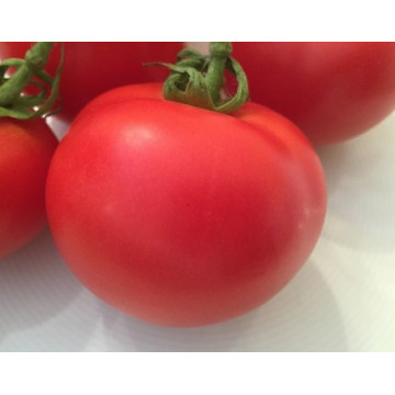 Veredelte Tomaten