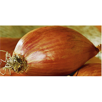 Steckzwiebeln, Knoblauch