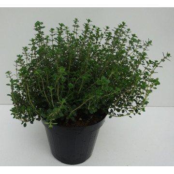 Oregano/Majoran