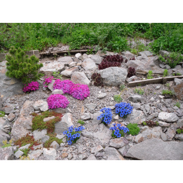 Alpine Bodendecker