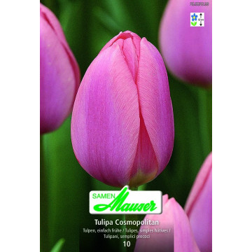 Einfache, frühe Tulpen 