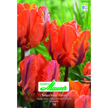 Papagei-Tulpen