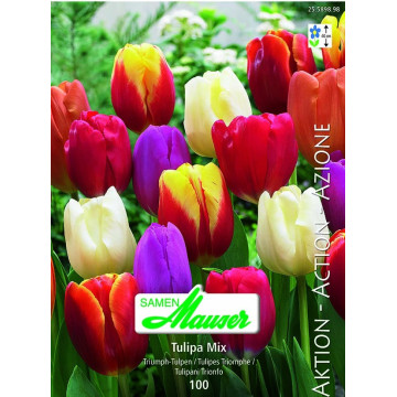 Triumph-Tulpen 