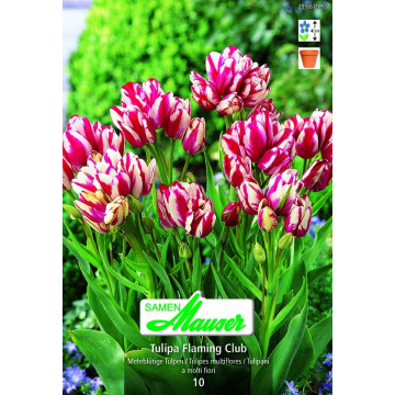 Bouquet-Tulpen 
