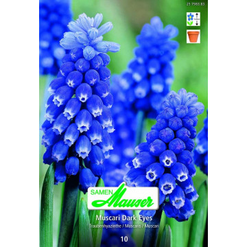 Muscari