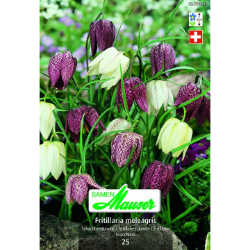Fritillaria