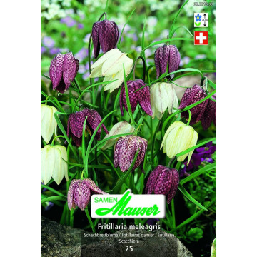 Fritillaria 