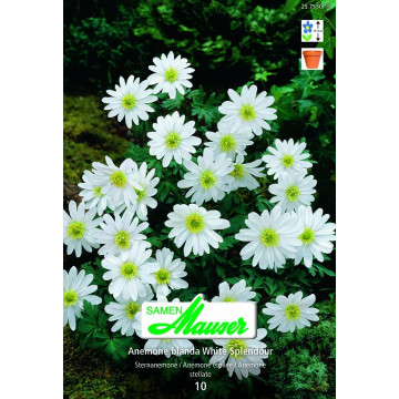 Anemonen