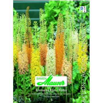 Eremurus 